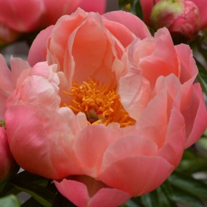 Peonija  `Coral Charm`
